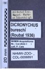 Etikette zu Dicronychus bureschi (Roubal, 1936) (NHMW-ZOO-COL-0006891)